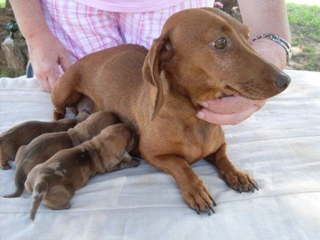 Miniature Dachshund with babies031